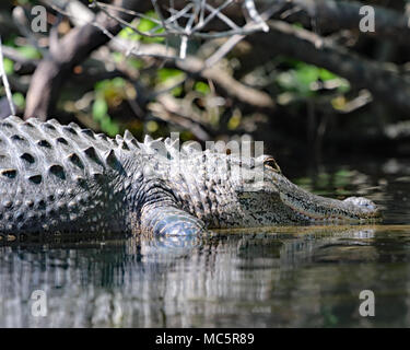 Alligator ruht in den Gewässern von Rainbow River in Dunnellon, Florida Stockfoto