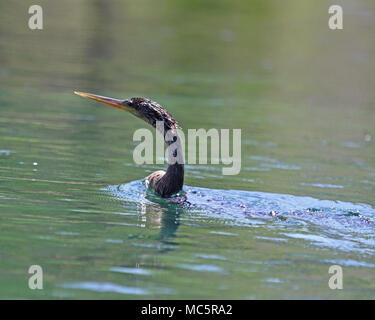 Anhingas sind oft nur flüchtig gesehen, da sie wieder Luft kommen, wie sie Jagen Fischen in den Flüssen Stockfoto