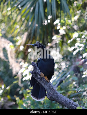 Anhingas und Kormorane sind sowohl gemeinsame Sehenswürdigkeiten beim Kajakfahren Florida Flüsse. Sie sind einfach durch die geraden Schnabel auf der Anhinga zu erzählen Stockfoto