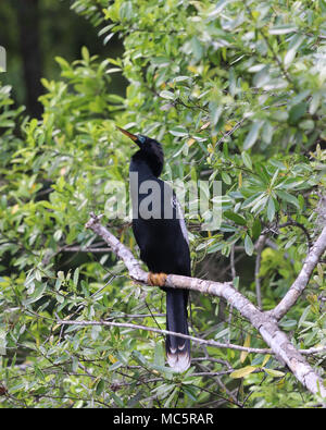 Amerikanische schlangenhalsvogel (anhinga) entlang der Rainbow River in Dunnellon, Florida gehockt Stockfoto