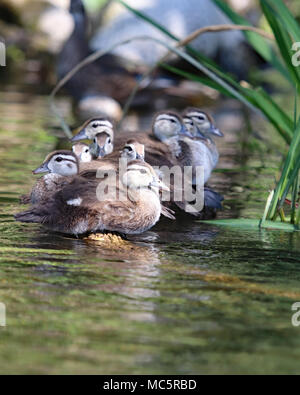 Familie aus Holz Enten (Aix sponsa) ruht auf einem Baumstamm im Fluss Stockfoto