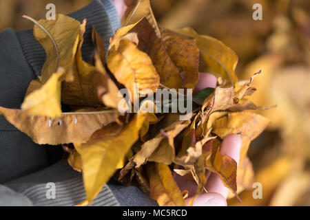 Blätter im Herbst in Mädchen Hände in den Wald. Herbst Hintergrund. Close Up. Stockfoto