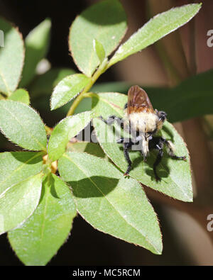 Florida biene Killer (Mallophora bomboides) auf begrünten Anlage Stockfoto