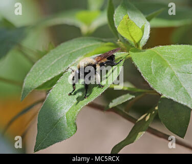 Florida Biene Killer ist eine Art von Räuber fliegen, die Beute vor allem auf Bienen und ist nur von April bis Juni gesehen im Südosten der Vereinigten Staaten Stockfoto