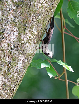 Brown Anole Echse auf Baum in Florida Stockfoto