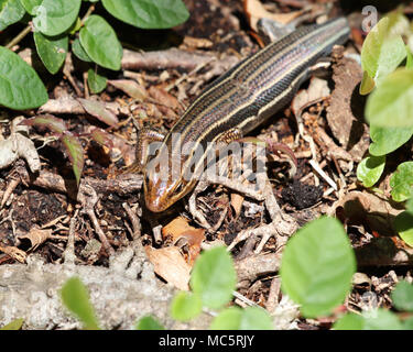 Die Rückseite der Jugendkriminalität und der weiblichen Broadhead skink ist lang und gestreifte Stockfoto