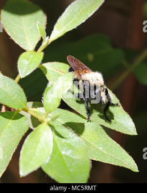 Die Florida Biene Killer (Mallophora bomboides) ist in der Lage, Beute zu imitieren, indem sie sehr viel wie eine übergroße Bee Stockfoto