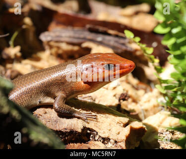 Je heller der Orange, dass ein männlicher Broadhead skink während der paarungszeit entwickelt, desto wahrscheinlicher ist es, einen Partner zu gewinnen Stockfoto