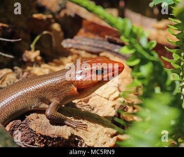 Nahaufnahme eines männlichen Breite - vorangegangen Skink (Plestiodon Laticeps) während der Brutzeit in Florida Stockfoto