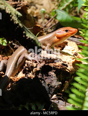 Erwachsene männliche Breite - vorangegangen Skink hat eine große mächtige Kiefer und leuchtet orange, während der Paarungszeit Stockfoto