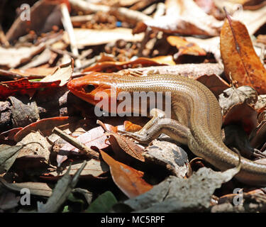 Erwachsene männliche Breite - vorangegangen Skink (Plestiodon Laticeps) in den Blättern bei Rainbow Springs State Park, Florida während der Brutzeit Stockfoto