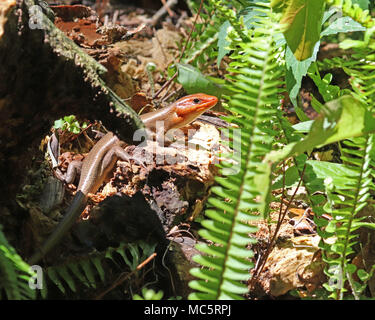 Die männlichen Breite - vorangegangen skink Zunge - Schlagen Pheromon der Frau zu folgen Wanderwege Stockfoto