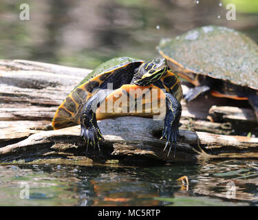 Florida Red-bellied cooter (Pseudemys nelsoni) auf einem Baumstamm bei Rainbow River in Florida Stockfoto