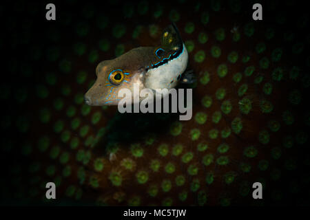 Sharpnose Puffer: (Canthigaster rostrata) auf harte Korallen auf dem Riff, Bonaire, Niederländische Antillen Stockfoto