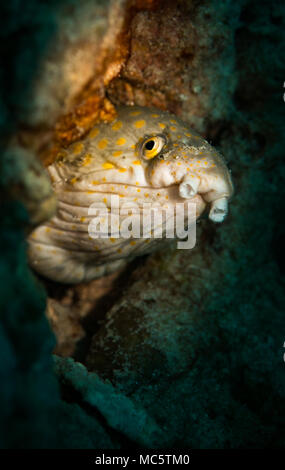 Sharptail Aal) Myrichthys breviceps) Einblicke aus dem Riff, Bonaire, Niederländische Antillen Stockfoto