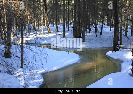 Winzige Creek im Winter Wald, Nuuksio Nationalpark, Finnland Stockfoto