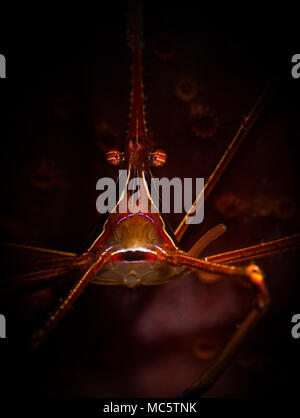 Yellowline Pfeil Crab (Stenorhyncus Seticornis) auf das Riff in Bonaire, Niederländische Antillen Stockfoto