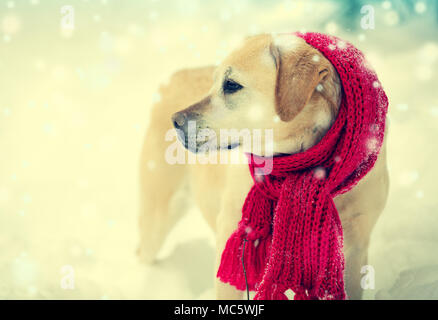 Labrador Retriever Hund, in einem roten Strickschal gekleidet, Spaziergänge im Schnee Stockfoto