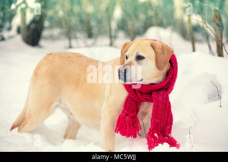 Labrador Retriever Hund, in einem roten Strickschal gekleidet, Spaziergänge im Schnee Stockfoto