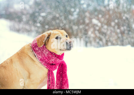 Labrador Retriever Hund, in einem roten Strickschal gekleidet, Spaziergänge im Schnee Stockfoto