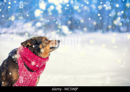 Hund tragen Strickschal in Schneefall im Winter. Hund in den Wald und Suchen Stockfoto