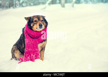 Hund, in einem roten Strickschal gekleidet, sitzt auf dem Schnee Stockfoto