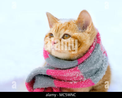 Porträt eines kleines Kätzchen tragen Strickschal im Winter Stockfoto