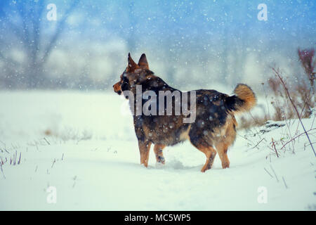 Hund Wandern auf dem verschneiten Feld im Winter an der Rückseite der Kamera Stockfoto