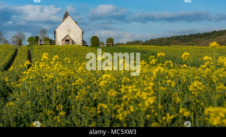 Die Kirche St. Hubert mit Rapspflanzen im Bereich: Idsworth-UK Stockfoto