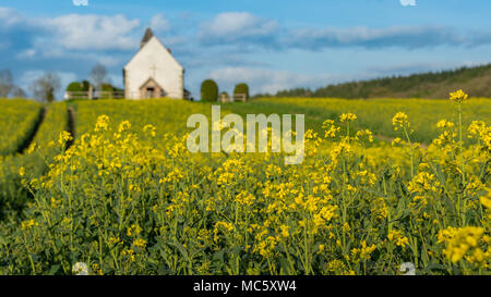 Die Kirche St. Hubert mit Rapspflanzen im Bereich: Idsworth-UK Stockfoto