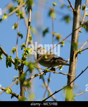 Mönchsgrasmücke (Sylvia atricapilla) Weiblich, Stockfoto