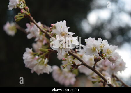 Blüten in Chinatown Stockfoto