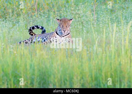 Jaguar (Panthera onca) liegen in Feuchtgebieten, Kamera, Pantanal, Mato Grosso, Brasilien Stockfoto
