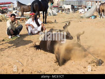 Die modemfunktion Marwari Pferd Rollen in den Sand, während zwei Händler, einer in einem Turban, am Pushkar Camel Fair, Rajasthan. Indien. Stockfoto