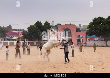 Weiß Marwari Pferd Zucht in der Pushkar Kamel Messe Stadion, Rajasthan, Indien. Stockfoto