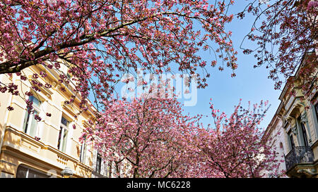 Eine schmale Straße mit Historismus Gründerzeit Häuser mit rosa Blüte Kirschblüte Bäume im Frühling gesäumt, die Altstadt von Bonn, Deutschland Stockfoto