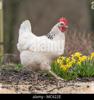 Huhn Stockfoto