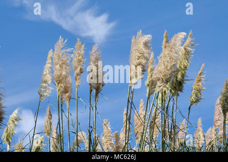 Pampas Gras (Cortaderia selloana) gegen einen blauen Sommerhimmel. Stockfoto