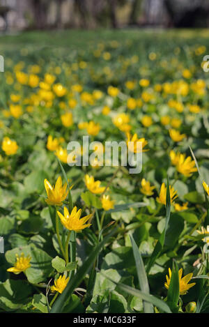 Camas, Eranthis Hiemalis in Park Stockfoto