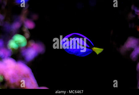 Paracanthurus hepatus Tang (blau) Stockfoto