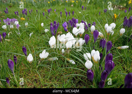 Erste Krokusse im Garten Stockfoto