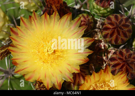Kaktus-Blumen Stockfoto