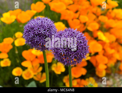 Großes violettes alliums vor dem Hintergrund der Kalifornischen Mohn in einer Dürre resistent Garten Stockfoto