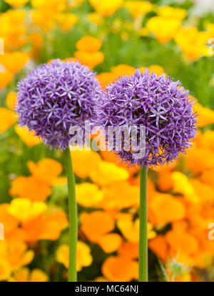 Großes violettes alliums vor dem Hintergrund der Kalifornischen Mohn in einer Dürre resistent Garten Stockfoto