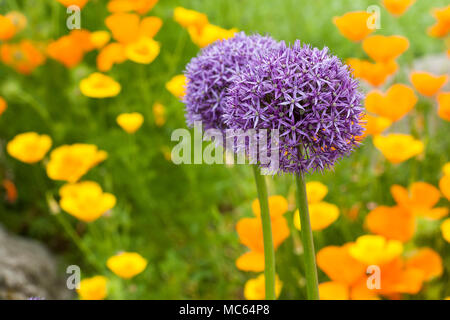 Großes violettes alliums vor dem Hintergrund der Kalifornischen Mohn in einer Dürre resistent Garten Stockfoto