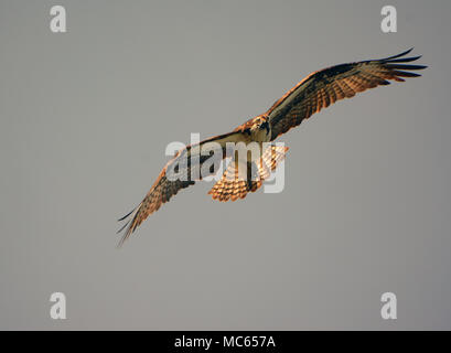Fischadler fliegen Stockfoto