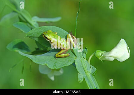 Naher Osten Laubfrosch auf Blatt Stockfoto