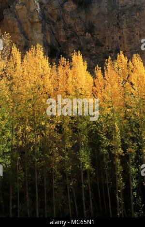 Farben des Herbstes auf den Bäumen in der alhama River Gorge, Andalusien, Südspanien Stockfoto
