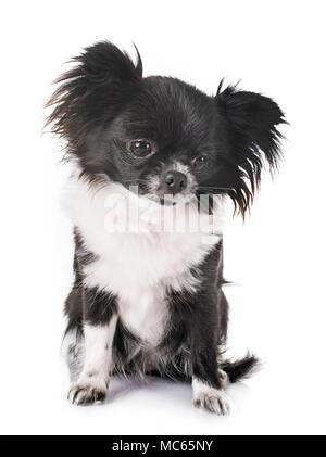 Junge Chihuahua vor weißem Hintergrund Stockfoto