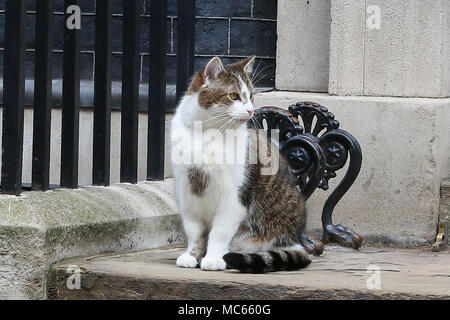 Larry, der Downing Street 10 Katze und der Chief Mouser des Cabinet Office heraus und über die am Tag der Schatzkanzler Philip Hammond seine Feder Erklärung im Parlament liefert. Mit: Larry Wo: London, Großbritannien Wann: 13 Mar 2018 Credit: Dinendra Haria/WANN Stockfoto